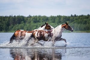 tobiano horses