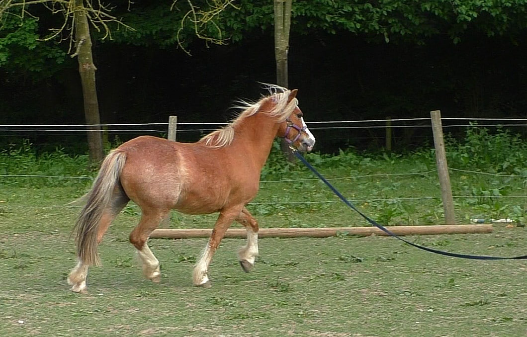 Flaxen chestnut Welsh pony being lunged