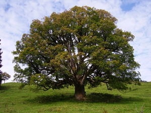 European sycamore tree Acer pseudoplatanus
