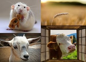 Anthropocene winners: rat, wheat ear, goat, cow