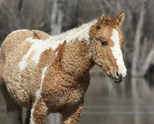 Bashkir Curly horse