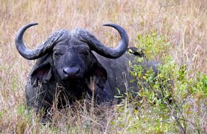 African buffalo