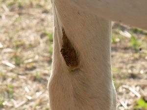 Chestnut on horse's legs