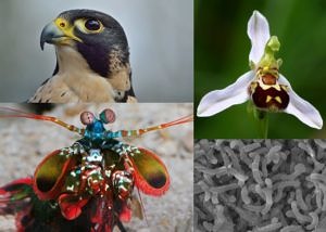 Peregrine falcon, bee orchid, Pelagibacter ubique and mantis shrimp
