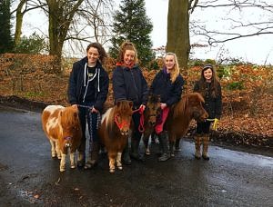 Four ponies being taken for a walk