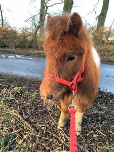 Yearling chestnut tobiano pony