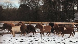 Six ponies in the snow