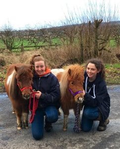 Two ponies with their handlers