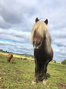 Pony in field