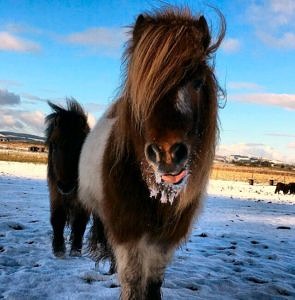 Pony in the snow