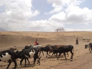 Maasai with cattle