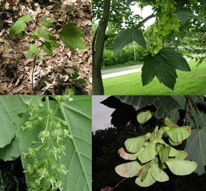 European sycamore Acer pseudoplatanus seedling adult flowers seeds