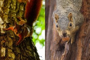 Grey squirrel and red squirrel