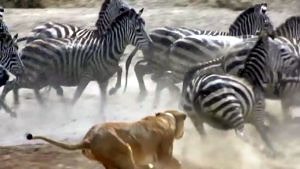 Zebra herd chased by lion