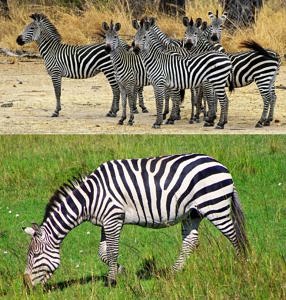 Group of zebras looking tense, and zebra grazing and looking relaxed