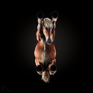 Photo of horse from the Underlook Project