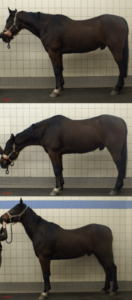 A horse's head position affect its back