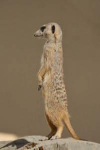 Meerkat lookout