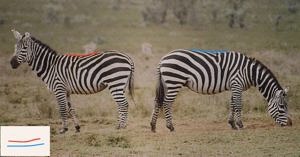 Comparison of zebra back shape when standing versus grazing