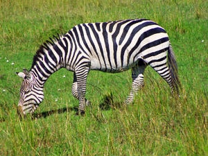 A relaxed grazing zebra
