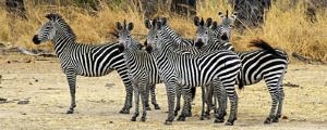 A herd of zebras on the alert
