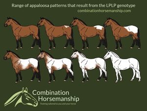 Combination Horsemanship homozygous LP pattern chart