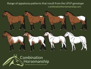 Spotting patterns in Appaloosas