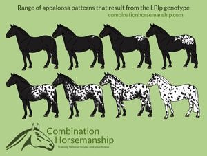 Combination Horsemanship heterozygous LP pattern chart