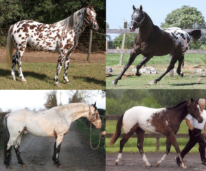 appaloosa patterns