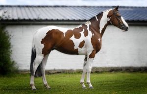 Solaris Buenno bay tobiano Warmblood stallion