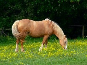 Palomino Welsh Cob Mare Grazing