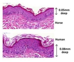 comparison of epidermis thickness in horse and human