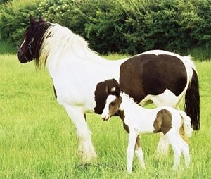 irish cob mare and foal