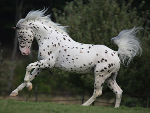 black leopard knabstrupper cantering at liberty