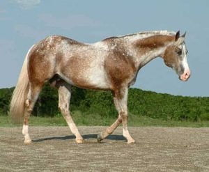 varnish roan appaloosa