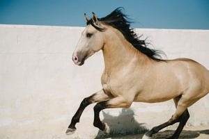 buckskin Lusitano