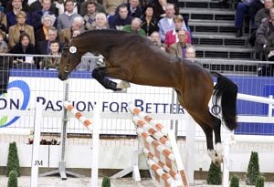 Belgian Warmblood free jumping