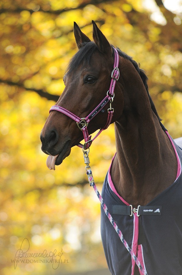 Licking & Chewing Good Horse