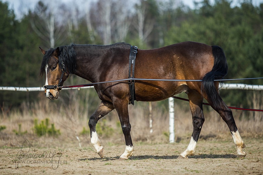 The “Lunging” Thing what is it for? Good Horse