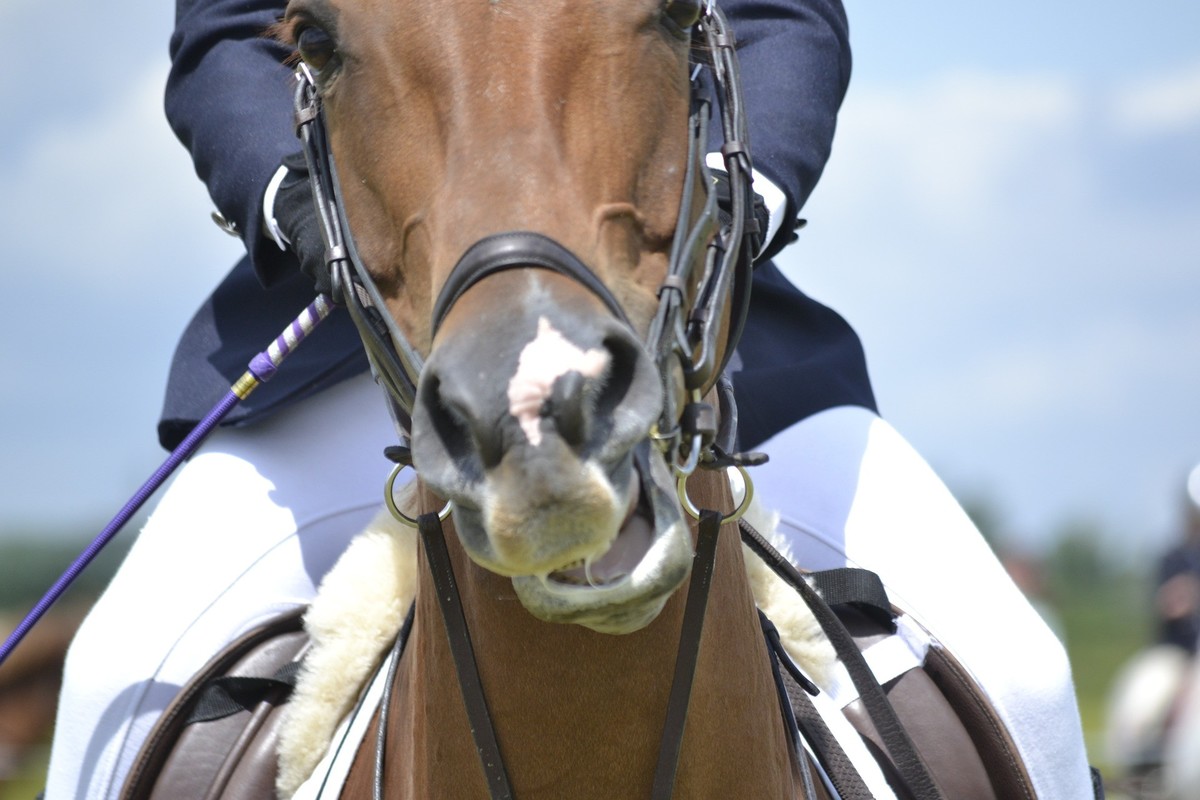 Why excitement is probably not why your horse is strong under saddle