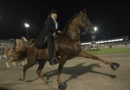 Chestnut Tennessee Walking Horse performing the Big Lick