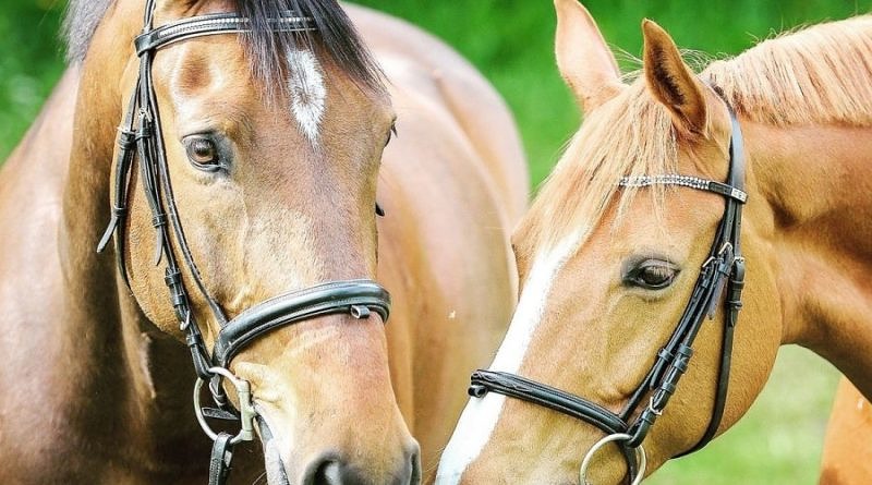 Two horses looking relaxed wearing bridles with snaffle bits and cavesson nosebands.