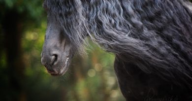 Friesian horse with long mane. Close up of horse head.