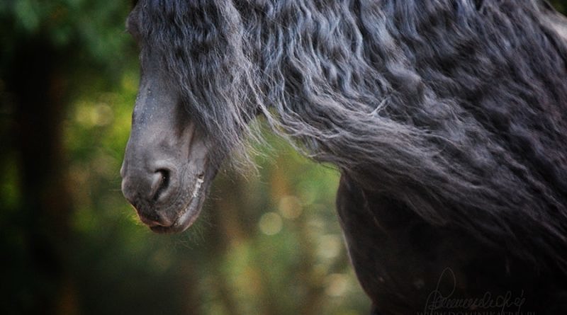 Friesian horse with long mane. Close up of horse head.