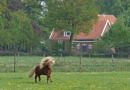 Small chestnut pony in a paddock