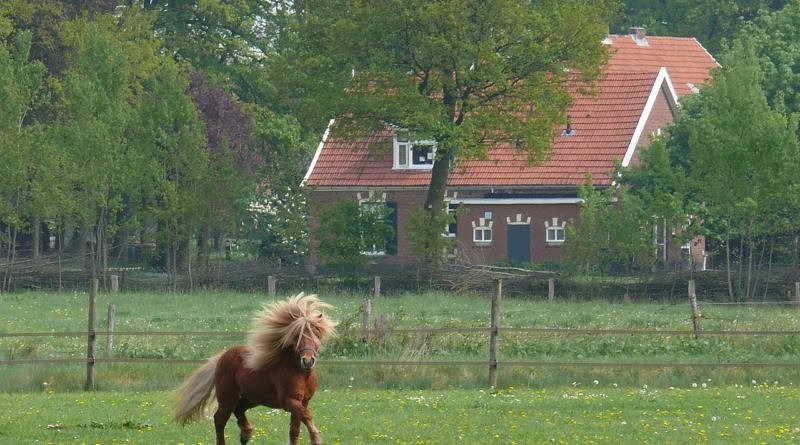 Small chestnut pony in a paddock