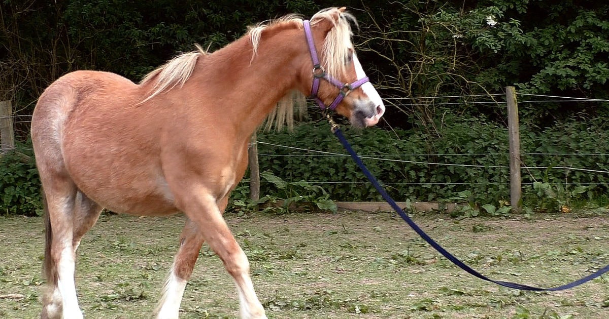 Introduction to Lunging Good Horse