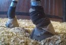 Photo of sored legs. Tennessee Walking Horse