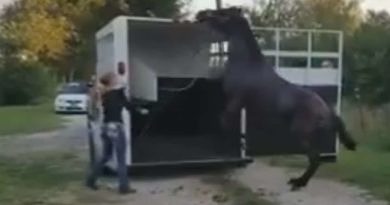Gril trying to load a horse. She has bad timing and is using excessive force. Horse is rearing. Still taken from a video.