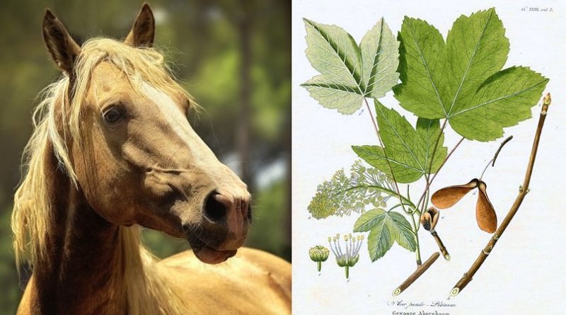 Split image of palomino horse head/shoulders and identifying features of Acer pseudoplatanus, the poisonous European sycamore tree